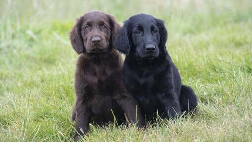 Flat golden retriever best sale